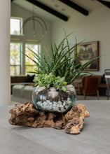 Load image into Gallery viewer, Terrarium