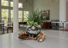 Load image into Gallery viewer, Terrarium