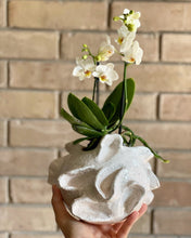 Load image into Gallery viewer, Alicia Orchid