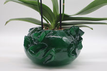 Load image into Gallery viewer, Alicia Green Orchid
