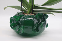 Load image into Gallery viewer, Alicia Green Orchid