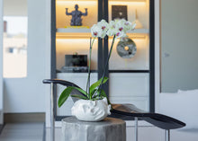 Load image into Gallery viewer, Alicia Orchid