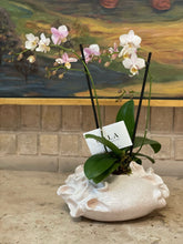 Load image into Gallery viewer, Alicia Orchid