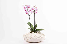 Load image into Gallery viewer, Alicia Orchid