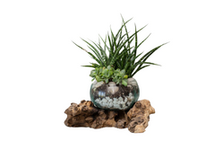 Load image into Gallery viewer, Terrarium