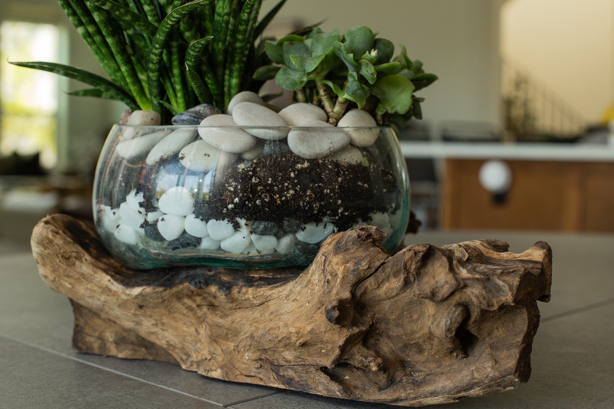 agave terrarium Terrarium