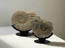 Load image into Gallery viewer, Cuarzo - Ammonite III
