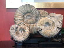 Load image into Gallery viewer, Cuarzo - Ammonite I
