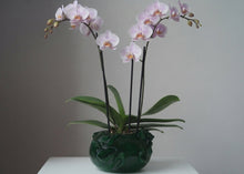 Load image into Gallery viewer, Alicia Green Orchid
