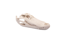 Load image into Gallery viewer, Alligator Skull
